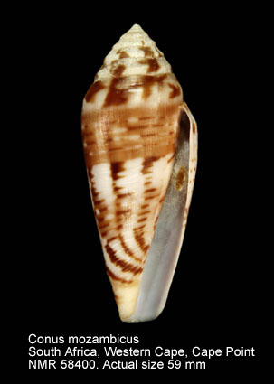 Conus mozambicus.jpg - Conus mozambicusHwass,1792